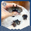 【分销】东仁堂即食海参/鲜食海参，远离大陆的底播海参，自然生长，肉质肥厚， 商品缩略图7