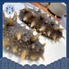 【分销】东仁堂即食海参/鲜食海参，远离大陆的底播海参，自然生长，肉质肥厚， 商品缩略图6