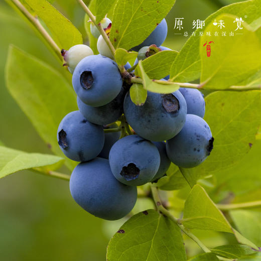 有机蓝莓【基地直发-顺丰包邮】|1kg/件（125g*8盒） 来自江苏南京，生产者：周永平【合作生产，公平贸易】 商品图2