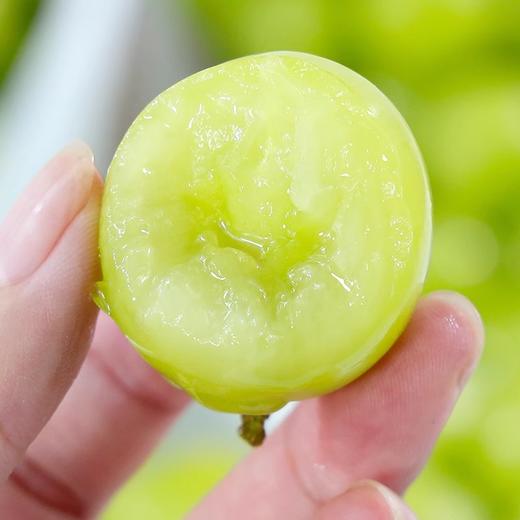 【脆嫩多汁】阳光玫瑰葡萄 500g /份 商品图2