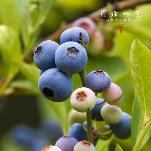 有机蓝莓【基地直发-顺丰包邮】|1kg/件（125g*8盒） 来自江苏南京，生产者：周永平【合作生产，公平贸易】 商品图8