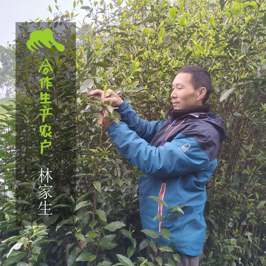 生态福鼎白茶·白牡丹、寿眉 | 合作生产 *Eco-fuding white tea | Partner Production 商品图1