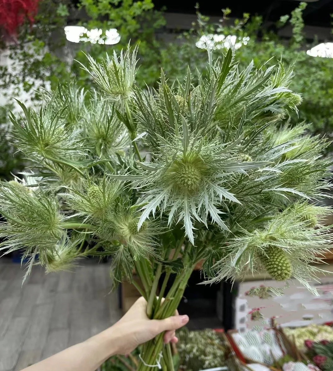 高山刺芹花语图片