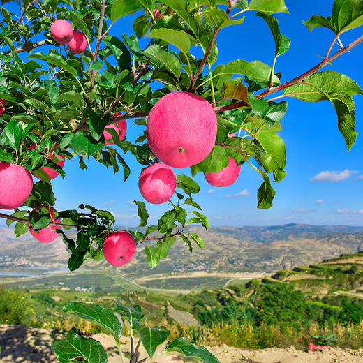 【甘肃】静宁苹果礼盒装（新老包装随机发） 商品图1