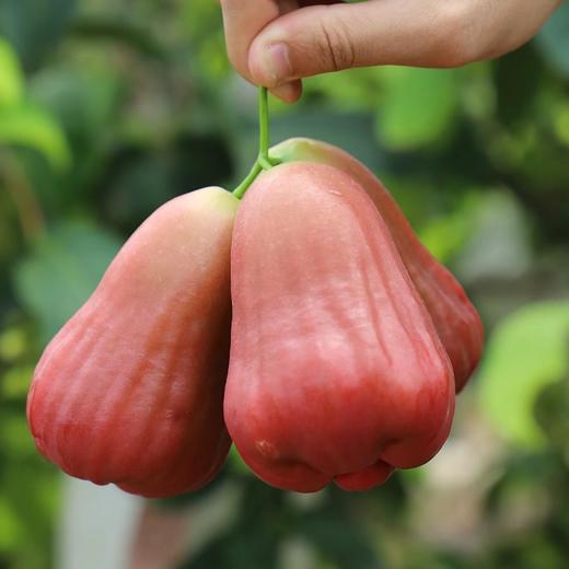 高山芭比莲雾 礼盒装 商品图5