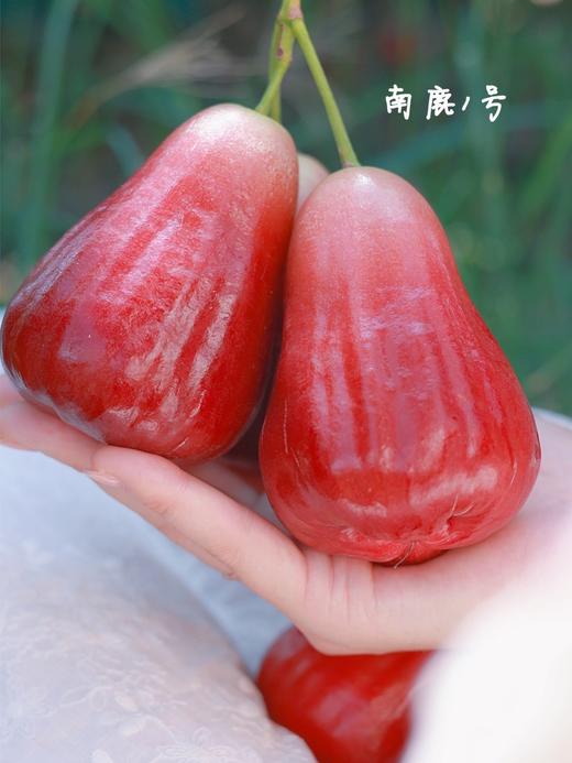 高山芭比莲雾 礼盒装 商品图4