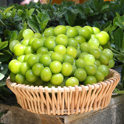 【云南阳光玫瑰】EMS空运 云南高原 阳光玫瑰葡萄 脆甜无籽 香甜多汁 皮薄肉厚 一口爆汁 多种规格任选 商品图5