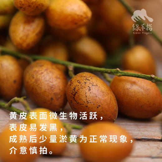 生态黄皮 | 绿家自产 *Eco-wampe | In-House Production 商品图1