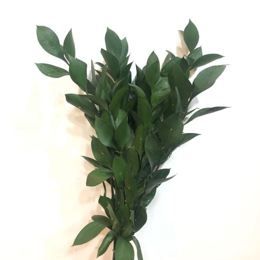 3月6日桔叶（55-60cm） 商品图0