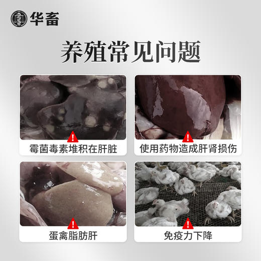 【社群专享】华畜  肝肾通   通肾清肝 为肝减负 商品图1