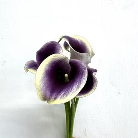 3月25日马蹄莲拉诺米B级-5支（L农场）