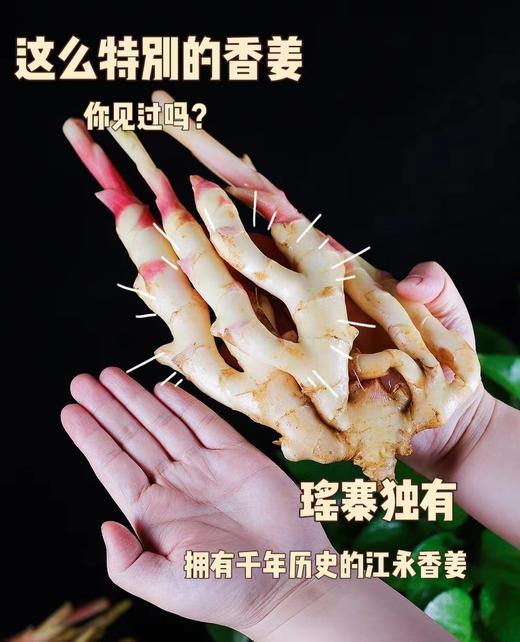 江永 玉指香姜 | 脆如冬笋嫩如瓜，姜汁浓郁，香味与众不同！ 商品图2