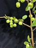 绿色海棠果鲜切花2-3支 商品缩略图6