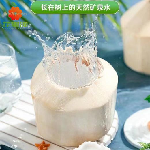【天然饮品】功夫椰青 一个 商品图0