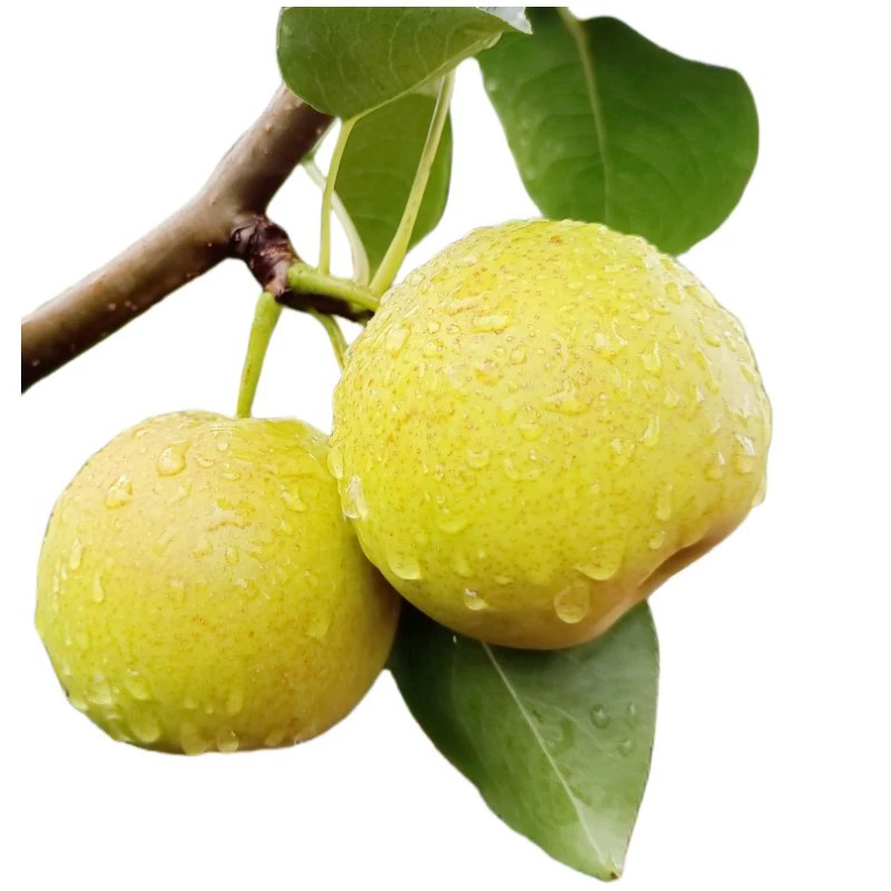 蜂蜜梨梨子3斤装