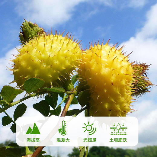 刺力王原液家庭装2L 商品图4