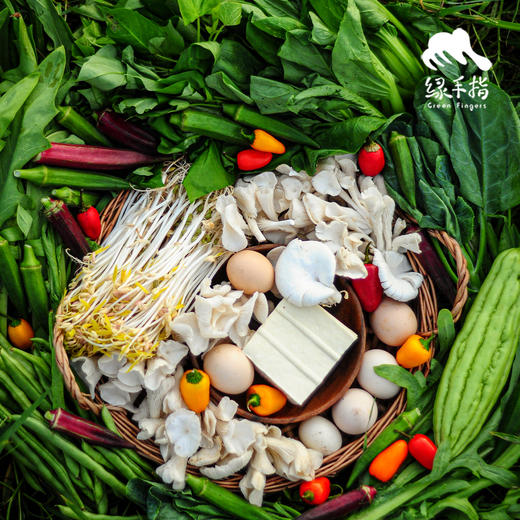 【华东仓】家庭蔬菇豆蛋体验份额（客服打电话确认后发货） | 绿家自产* EcoFresh Nine | In-House Production 商品图2