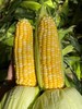 云南新鲜水果玉米 农家现摘 生吃甜嫩脆 商品缩略图1