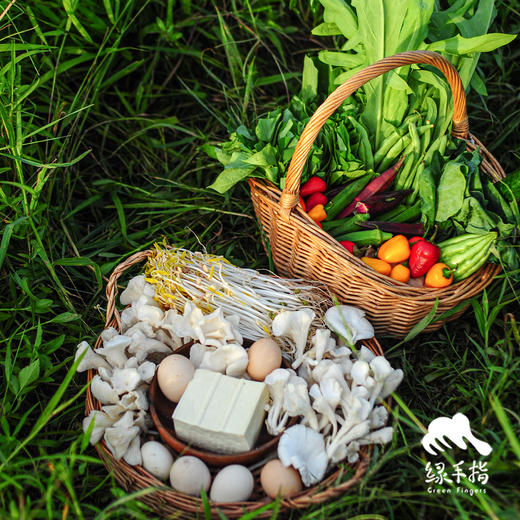 【华东仓】家庭蔬菇豆蛋一年份额（客服打电话确认后发）| 绿家自产*EcoFresh Yearly | In-House Production 商品图3