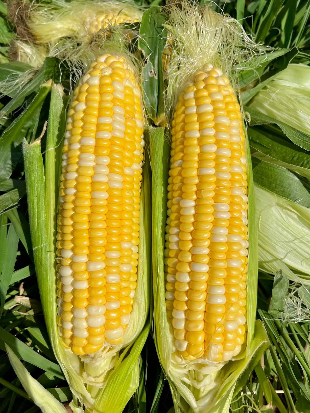 云南新鲜水果玉米 农家现摘 生吃甜嫩脆