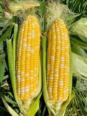 云南新鲜水果玉米 农家现摘 生吃甜嫩脆