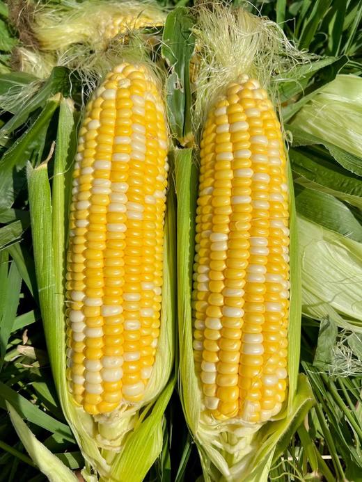 云南新鲜水果玉米 农家现摘 生吃甜嫩脆 商品图0