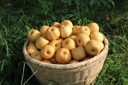 连州水晶梨(10斤装（含箱）净含量约4700克,省内发货） 商品图2