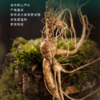 2026.1.29日下架 【上新特惠】吉林长白山鲜参（江浙沪包邮） 商品缩略图1