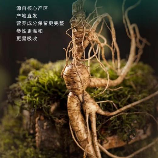 2026.1.29日下架 【上新特惠】吉林长白山鲜参（江浙沪包邮） 商品图1