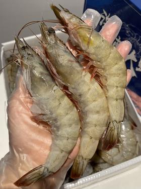 盐冻海捕青岛大虾  不包冰 不缩水  Q弹紧实