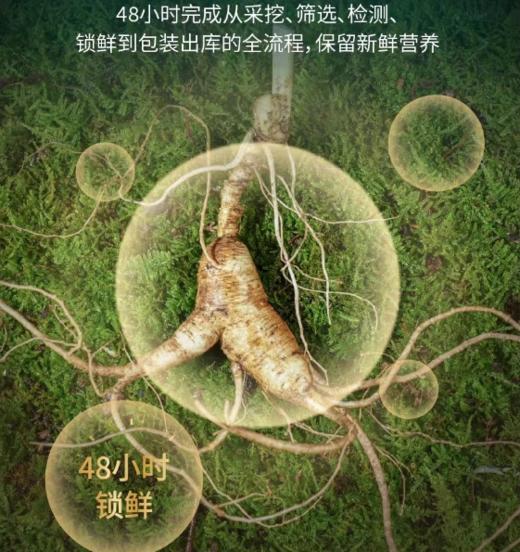 2026.1.29日下架 【上新特惠】吉林长白山鲜参（江浙沪包邮） 商品图0