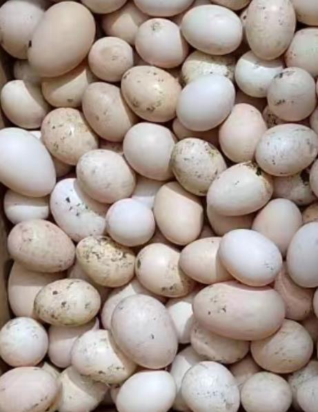 410    2斤农家初生鸡蛋 商品图1