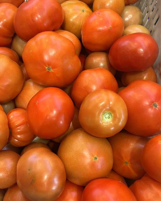 北山现摘番茄 商品图0