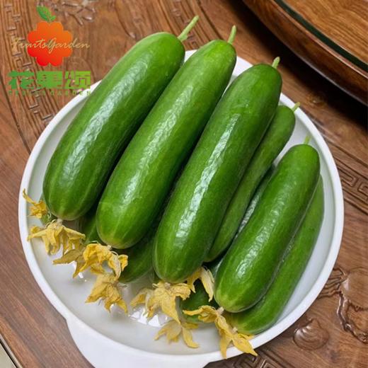 【清甜可口】正宗新鲜水果小黄瓜 （非菜黄瓜） 约500g 商品图0