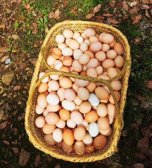 【周三到】九华山土鸡蛋60枚装 九华山乌鸡蛋60枚装 商品图3