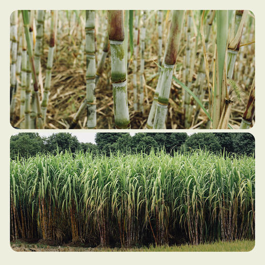 南食召 甘蔗原浆红糖 商品图2