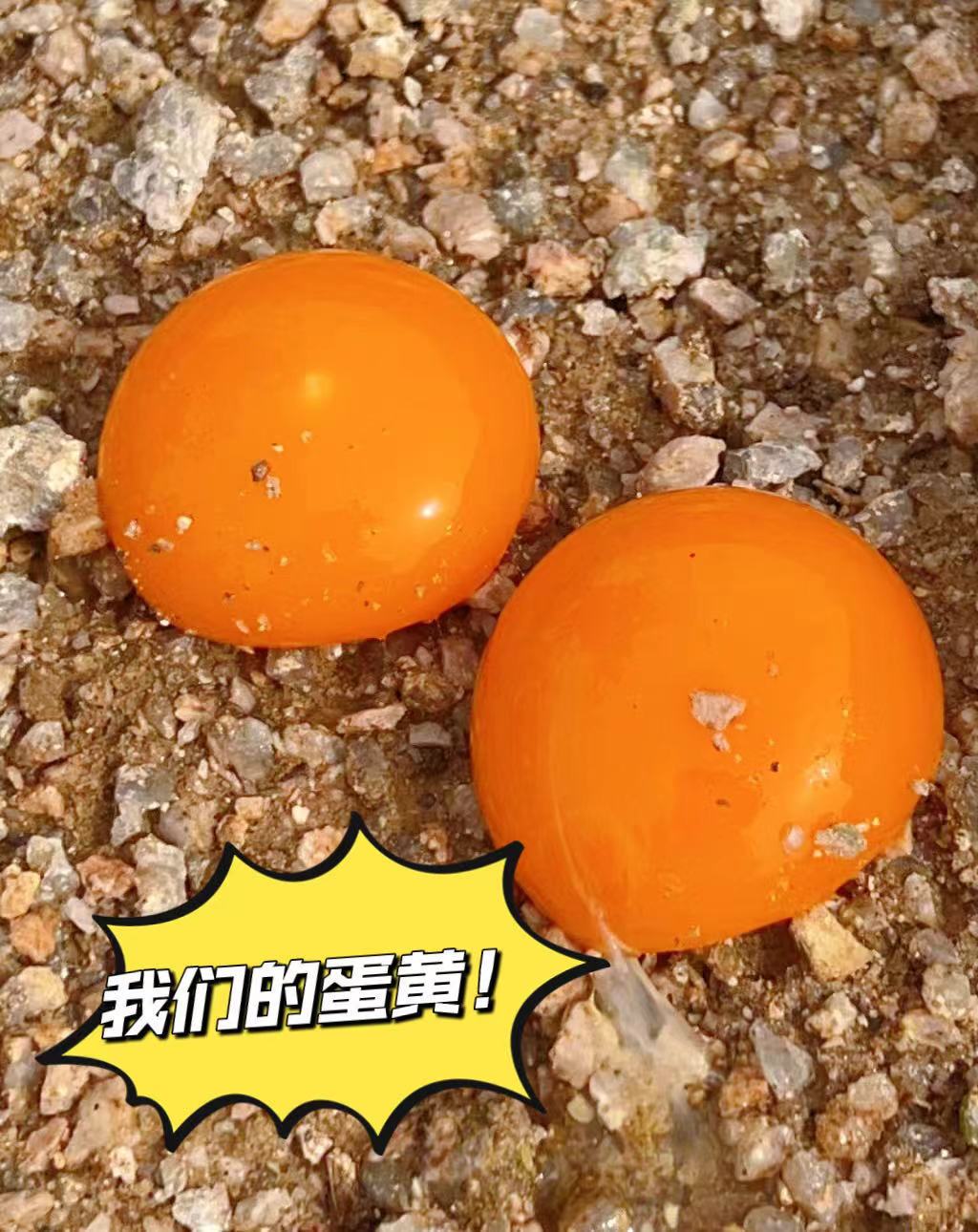 【周三到】九华山土鸡蛋60枚装 九华山乌鸡蛋60枚装