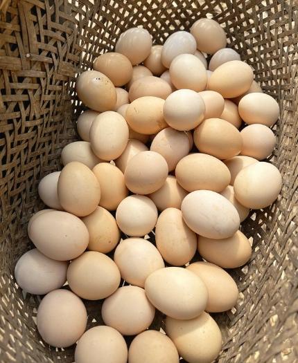 【周三到】九华山土鸡蛋60枚装 九华山乌鸡蛋60枚装 商品图1