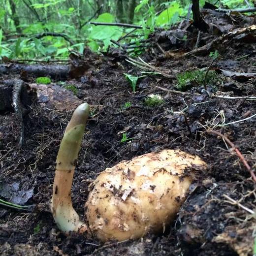 深山乌天麻 商品图2