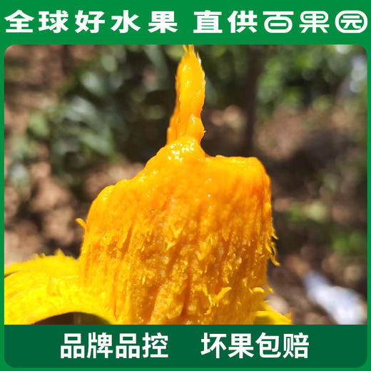 PAGODA百果园椰香芒（大）5斤礼盒装 商品图4