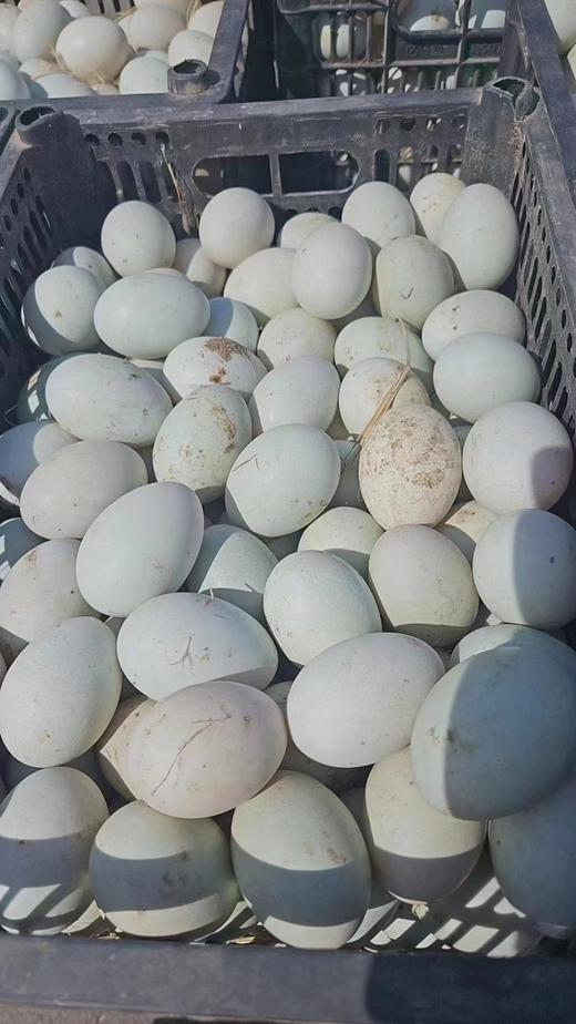 50枚鲜鸭蛋一箱 商品图0
