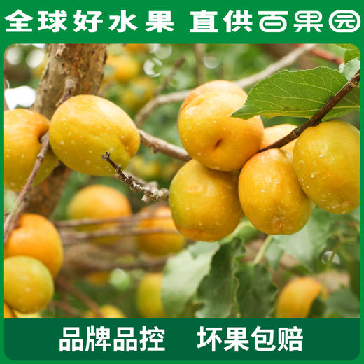 PAGODA百果园A级-新疆吊干杏（大）彩箱装（净重2.2斤） 商品图3
