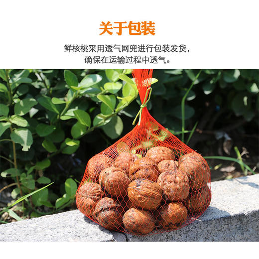【云南新鲜湿核桃】去青皮新鲜湿核桃 百年古树核桃 薄皮嫩核桃 清甜脆嫩 甘甜味美 剥开薄壳 果仁饱满 赠送核桃夹 2种规格任选 商品图4