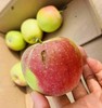 【源频·苹果】榨汁果 30斤 商品缩略图4