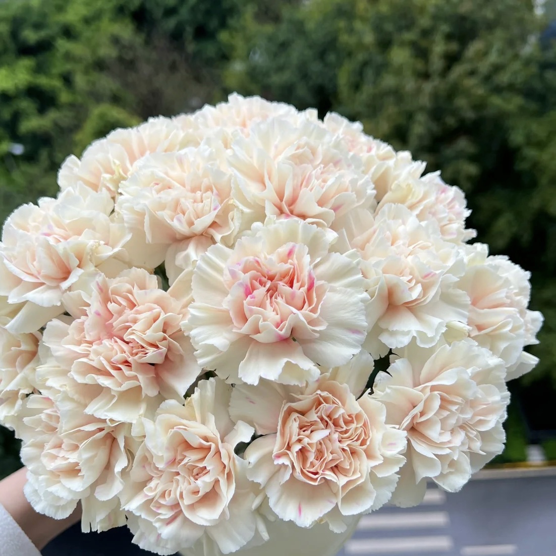 群友专享 | 康乃馨 初吻（10枝）[2024七夕悦己]