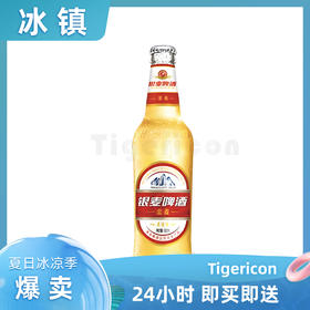 冰镇透心凉青岛银麦 金麦黄啤酒  500ml/瓶 即买即送