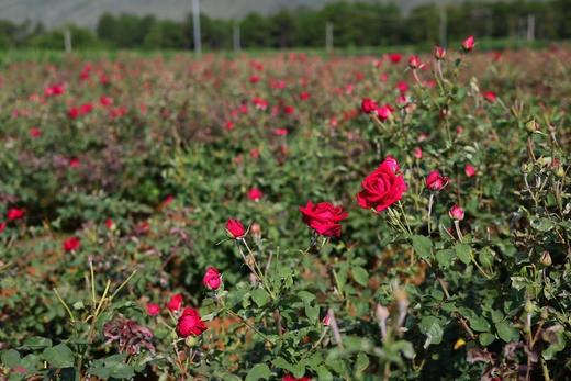 自制纯天然玫瑰纯露+野艾草纯露250ml 商品图8