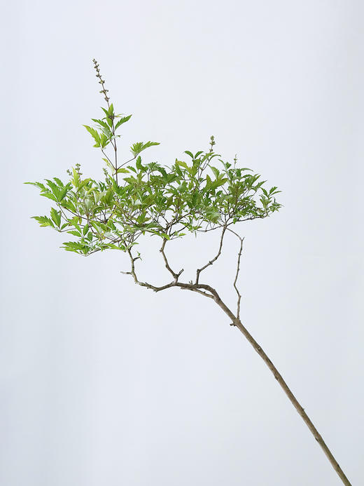 灰色盆黄荆 商品图2