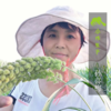 生态山东干大蒜 | 合作生产* Eco- onion | Coproduction 商品缩略图1