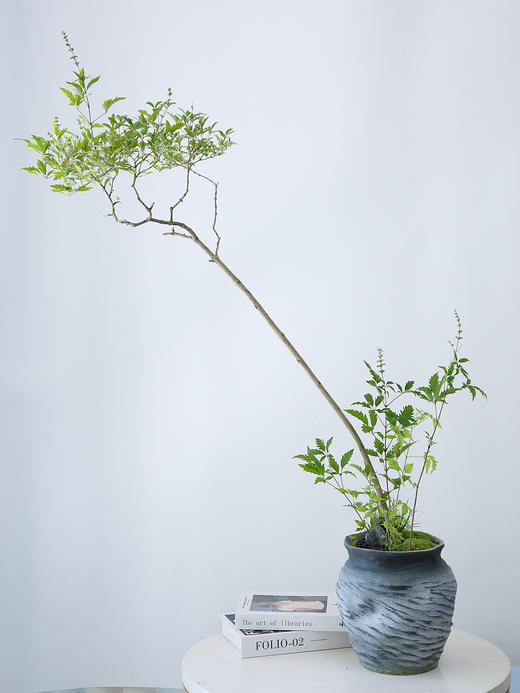 灰色盆黄荆 商品图0